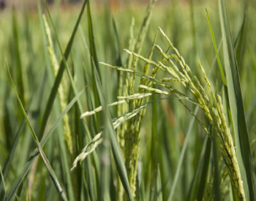 Primo piano di una spiga di riso verde, in fase di maturazione, circondata da altri steli, sullo sfondo di un campo di riso.